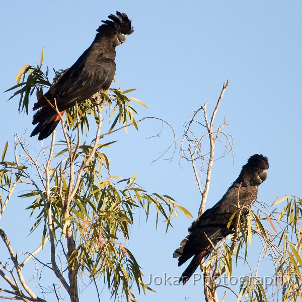 Calvert River_20070815_067.jpg